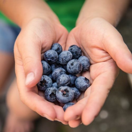 Close-up of hands holding fresh blueberries, symbolizing healthy eating and nature.